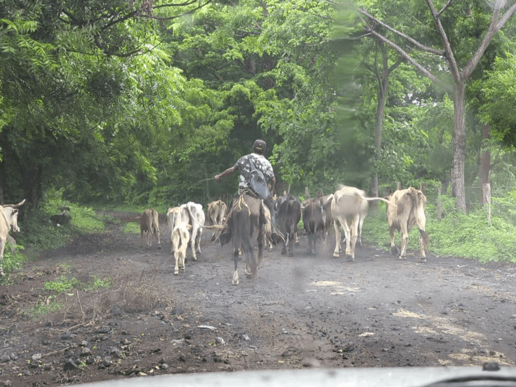 Cows being herded through Ometepe