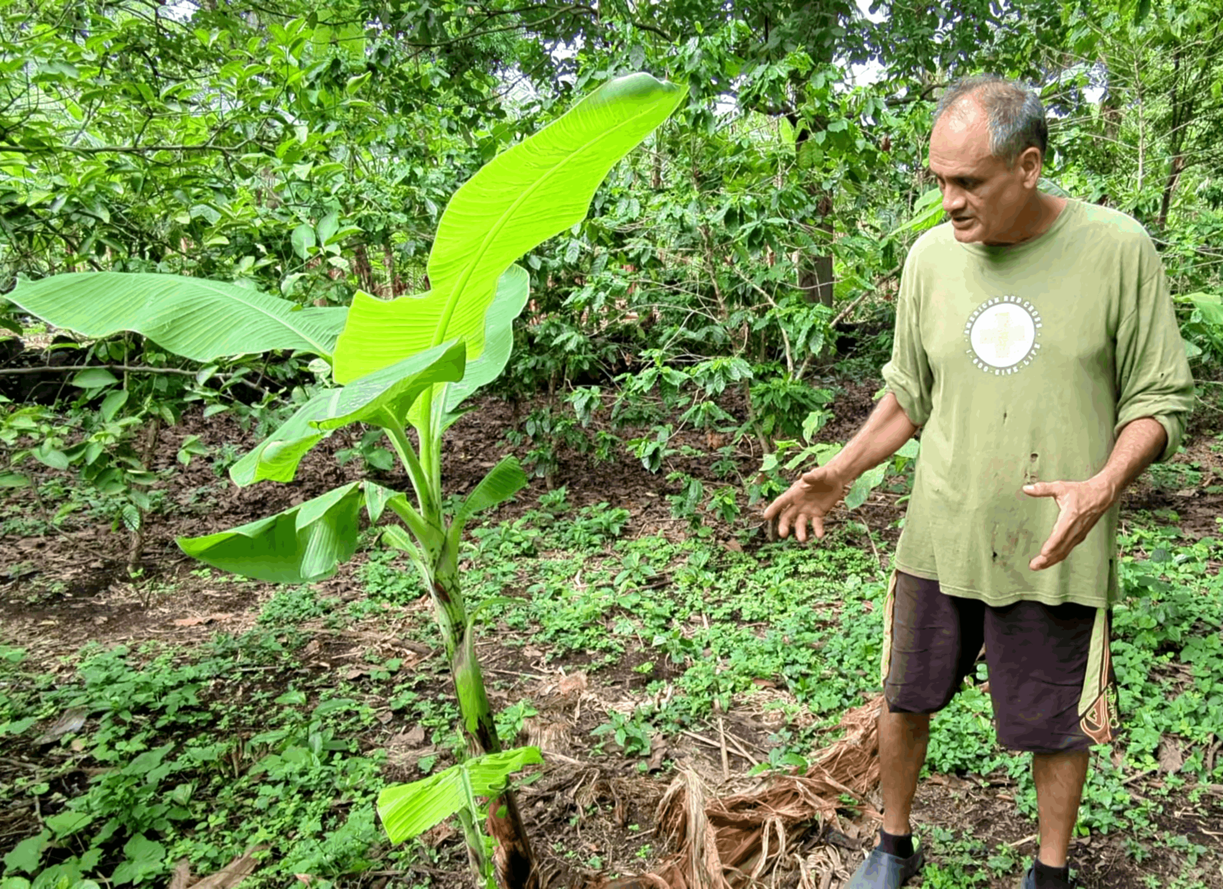 JC Explains how banana tress have to be chopped down for future growth